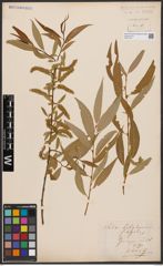 Foto von Salix babylonica L. x Salix fragilis L.